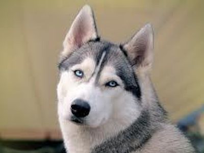 Alaska, town dog. Alaska, town dog.