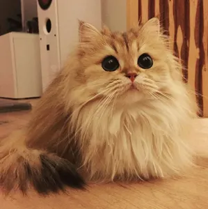 British longhair cats British longhair cats