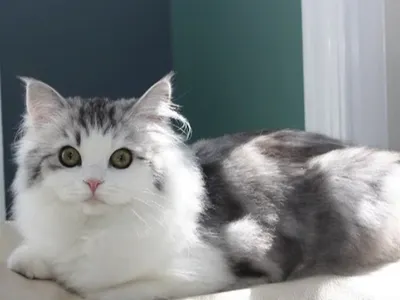 Ragamuffin cats Ragamuffin cats