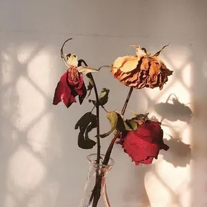The color you find on dead roses. The color you find on dead roses.