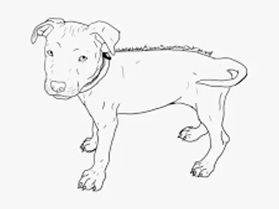 The Power Of The Dog The Power Of The Dog