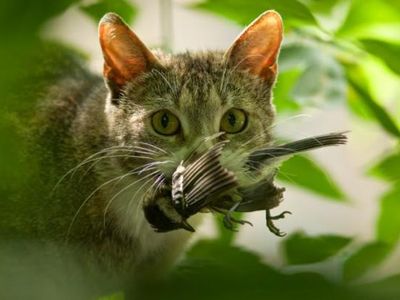 Cats of the Clans Cats of the Clans