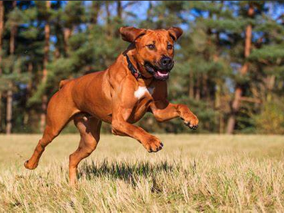 Why dogs are SOMETIMES in the garage. Why dogs are SOMETIMES in the garage.