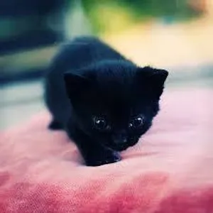 Surprise Surprise