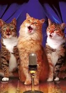 Songs About Cats That I didn't write! Songs About Cats That I didn't write!