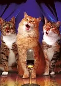 Songs About Cats That I didn't write! Songs About Cats That I didn't write!