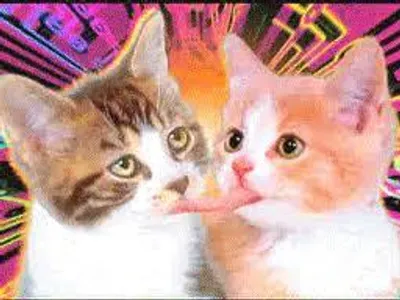 Lesbian Cats Are Funny Lesbian Cats Are Funny