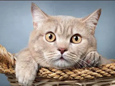 British Shorthair cats British Shorthair cats