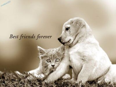 A friend in need A friend in need