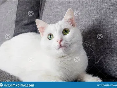 Turkish Angora cats Turkish Angora cats