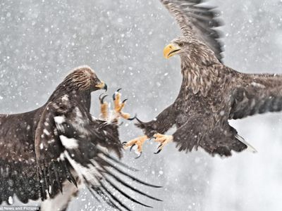 A Big Battle A Big Battle