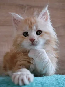 Maine Coon cats Maine Coon cats