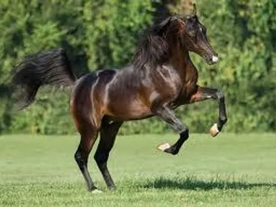 A Worthy Steed A Worthy Steed