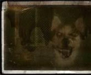 Smile Dog Smile Dog