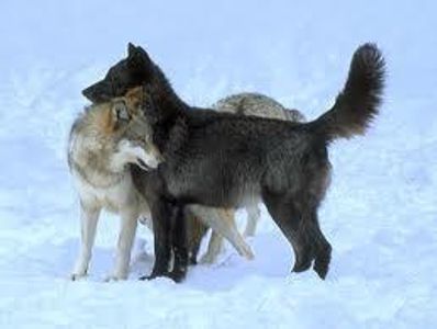 The Wolf The Wolf
