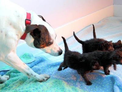 dog bringing up kittens! dog bringing up kittens!