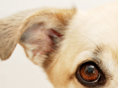 Ears Ears