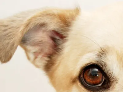 Ears Ears
