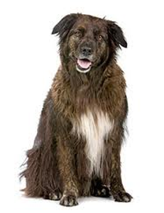 Can you teach an old dog new tricks? Can you teach an old dog new tricks?