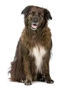 Can you teach an old dog new tricks? Can you teach an old dog new tricks?