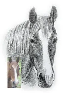 hi the horse hi the horse