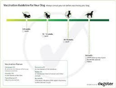 Vaccination Vaccination
