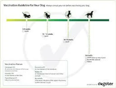 Vaccination Vaccination