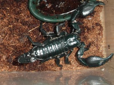 Scorpions Scorpions
