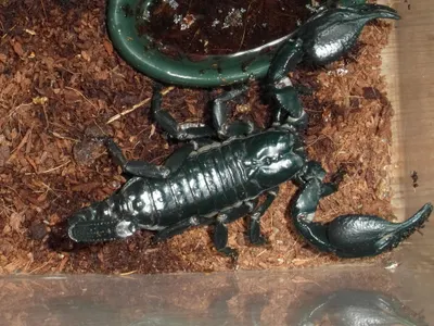 Scorpions