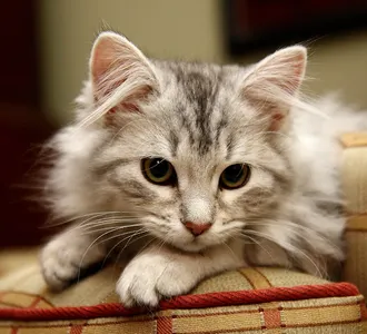 Siberian cats Siberian cats