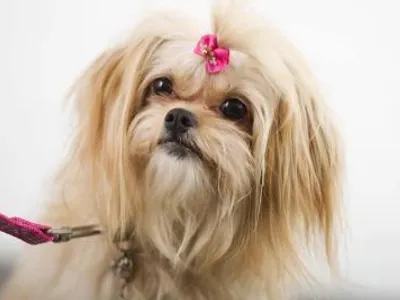 Blondie Bella Knows.. Blondie Bella Knows..
