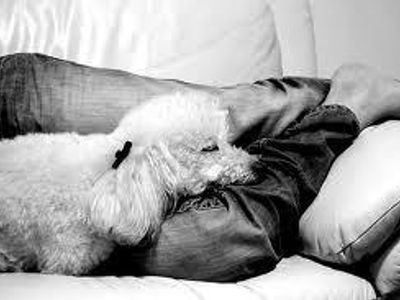 Dog sitter Dog sitter