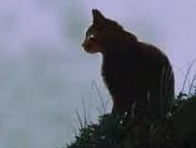 Yellowfang's Sorrow Yellowfang's Sorrow