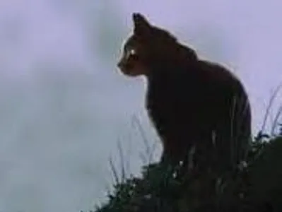 Yellowfang's Sorrow Yellowfang's Sorrow