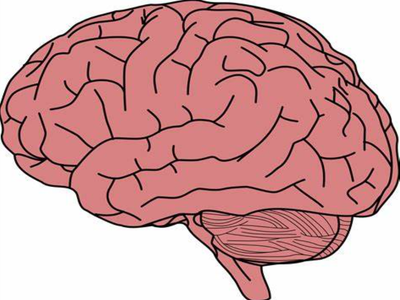 Brain capacity Brain capacity