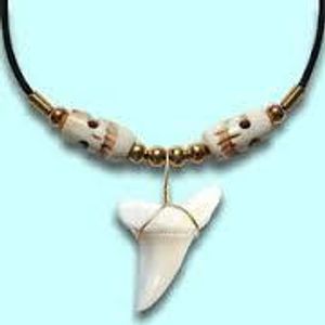 shark shark