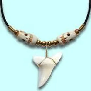 shark shark