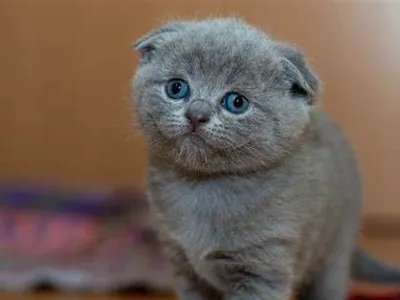 Scottish Fold cats Scottish Fold cats