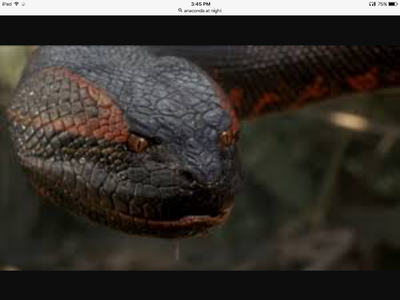 Anaconda don't want none. Anaconda don't want none.