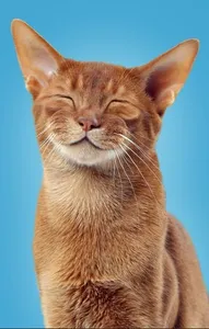 Abyssinian cats Abyssinian cats