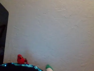 my pet bird