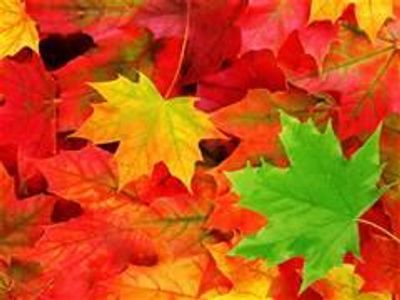 My Bucket List for the Fall (In school) My Bucket List for the Fall (In school)