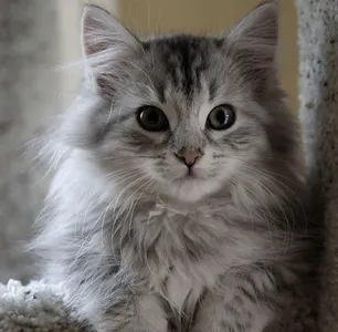 Cymric cats Cymric cats