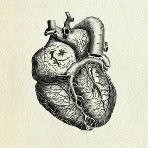 The Sad And Rotting Heart The Sad And Rotting Heart