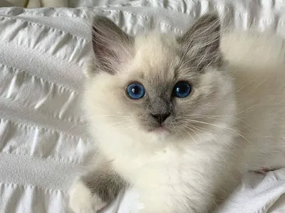 Ragdoll cats Ragdoll cats
