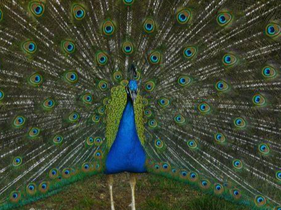 Peacocks might be stronger than we think. Peacocks might be stronger than we think.