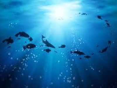 WaterFish WaterFish