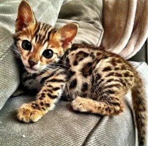 Bengal cats Bengal cats