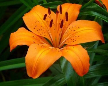 A Flower in the Moonlight A Flower in the Moonlight