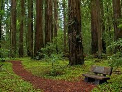 The woods